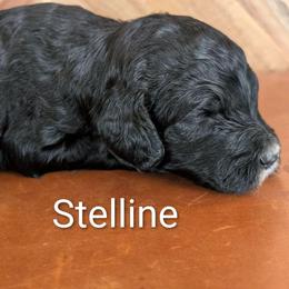 Stelline - Black female Sheepadoodle puppy in Berwick, Pennsylvania from Wright’s Wiggle Butts