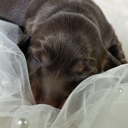 Mitzi - Chocolate and tan female Dachshund puppy in Oregon from SoCo Dachshunds