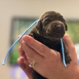 2nd Pick Chocolate Female - Chocolate female Labrador Retriever puppy in Winchester, Kentucky from Bourbon Country Retrievers