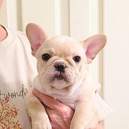 Ava - Cream female French Bulldog puppy in Rogersville, Alabama from Angel's Boston Terriers and French Bulldog