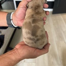 Charlie - Dapple male Dachshund puppy in Tomball, Texas from Gutierrez House of Doxies