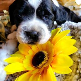 English Springer Spaniel Puppies from Alexia Stanton's English Springer Spaniels