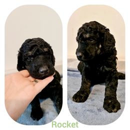 Poodle Puppies from Paw Print Poodles