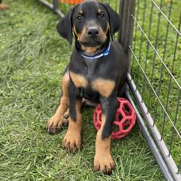 Doberman Pinscher Puppies from Jensen Dobermans