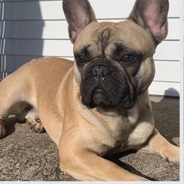 French Bulldog All Grown Up from De-Jon Frenchies