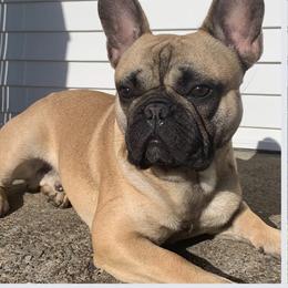 French Bulldog All Grown Up from De-Jon Frenchies