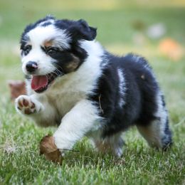 Blue merle - Blue merle female Miniature American Shepherd puppy in Valparaiso, Indiana from Wigglebutt