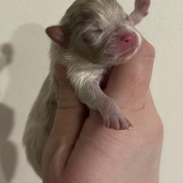 Atlas - Lavender male Pomeranian puppy in Newark, Ohio from Keeperofstars Pomeranians