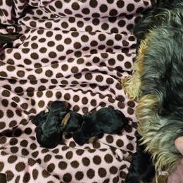 Love - Black and tan female Yorkshire Terrier puppy in Terrell, Texas from PBJ Farms