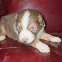 Tala has tail - Red tri-color female Australian Shepherd puppy in Chaplin, Connecticut from Mystic Moon