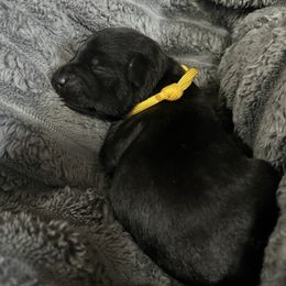 Joy - Black female Miniature Schnauzer puppy in Dawson, Georgia from Faith Farm Miniature Schnauzers
