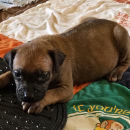 Rafe - Rd whtn blk nose male Rhodesian Ridgeback puppy in Gaffney, South Carolina from Circle D Farms