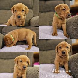 Glennis - Lime Collar - Yellow female Labrador Retriever puppy in Boyd, Minnesota from Lindley Labradors