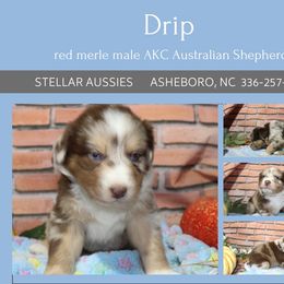 Drip - Red merle male Australian Shepherd puppy in Asheboro, North Carolina from Stellar Aussies