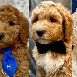 Goldendoodles from Doodles of the Brazos