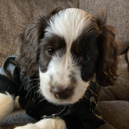 Charlie - Tri-color male Australian Labradoodle puppy in Eagle, Wisconsin from Fruitful Beginnings,LLC