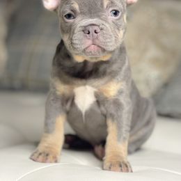 French Bulldog puppies from Royal dream frenchies