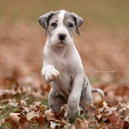 Sarah - Great Dane puppy from Foto Danes