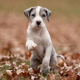 Sarah - Great Dane puppy from Foto Danes