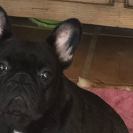 Lucy - French Bulldog
