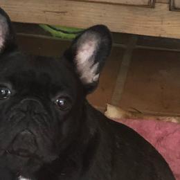 Lucy - French Bulldog