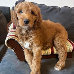Green - Red  male Goldendoodle puppy in Buda, Texas from Anita’s Doodles