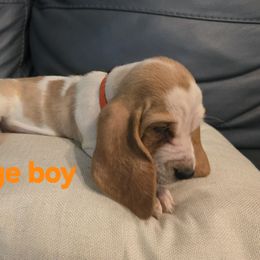 Boy 6 Orange collar - Red and white male Basset Hound puppy in Flint, Michigan from Vehicle City's Great Danes, Bulldogs, and Cocker Spaniels