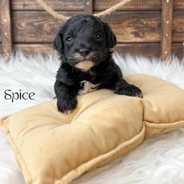 Spice - Black male Poodle puppy in from Pink Poodles and Doodles