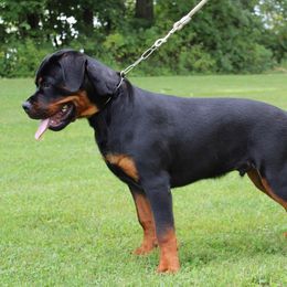 Rottweiler Puppies from Vom Kaiserreich Rottweilers