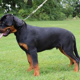 Rottweiler Puppies from Vom Kaiserreich Rottweilers