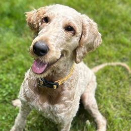 Goldendoodles from Cedar Harbor Doodles