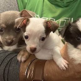 Chihuahuas from Deerfield Acres Canine Companions