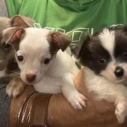 Chihuahuas from Deerfield Acres Canine Companions