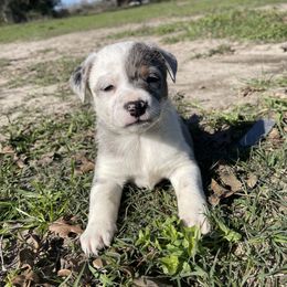 Australian Cattle Dog, Australian Shepherd, Companion Cross, and Miniature Australian Shepherd Puppies from MK Aussies