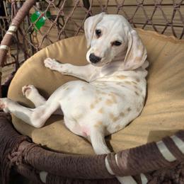 Lemon Spotted Female (Obake) - White and lemon female Dalmatian puppy in Salem, Missouri from Paradise Spots Dalmatians
