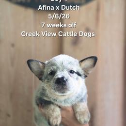 Boy 1 - Blue male Australian Cattle Dog puppy in Monroe, North Carolina from Creek View Cattle Dogs