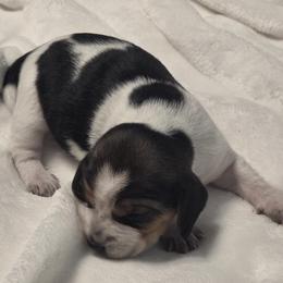 Amber - Black tan and white female Beagle puppy in Peculiar, Missouri from At home