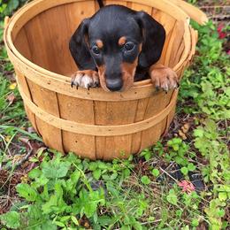 Mr. B - Black and tan male Dachshund puppy in Liberty, North Carolina from Heavenly Doxies