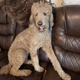 Lizzie - Poodle