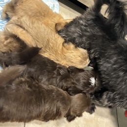 Shih Tzu Puppies from Staci Paysinger