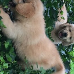Golden Retriever Puppies from Huntleigh Goldens