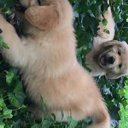 Golden Retriever Puppies from Huntleigh Goldens