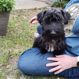 Cesky Terrier Puppies from Energizer Ceskys