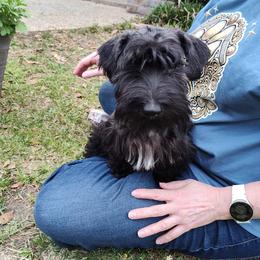 Cesky Terrier Puppies from Energizer Ceskys