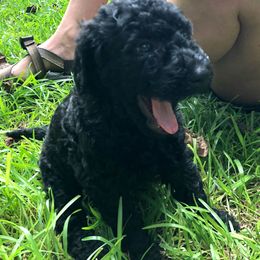 Labradoodle Puppies from Hippie Hollow Doodles