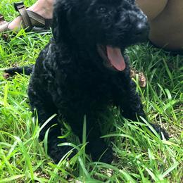 Labradoodle Puppies from Hippie Hollow Doodles