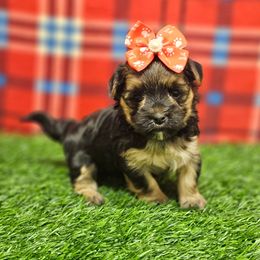 Millie - Black & tan tri-color female Morkie puppy in Monticello, Iowa from Ashley’s Puppies