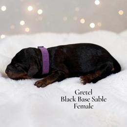 Gretel - Phantom female Poodle puppy in Ellenburg Center, New York from Kristin's Puppies