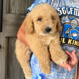 Boy 2 - Apricot male Goldendoodle puppy in Spring Hill, Florida from Ohana Doodles
