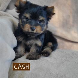Cash - Black and gold male Yorkshire Terrier puppy in Middleton, Idaho from Rocky Mountain Yorkies